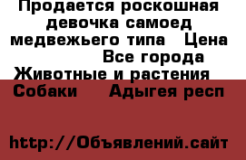 Продается роскошная девочка самоед медвежьего типа › Цена ­ 35 000 - Все города Животные и растения » Собаки   . Адыгея респ.